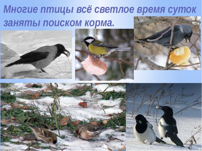 Изменения природы в декабре. Зимние изменения в природе. Изменения в живой природе зимой. Живая природа зимой 2 класс. Зимняя жизнь птиц.
