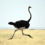 African ostrich