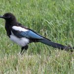 American Magpie