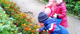 environmental education of preschool children