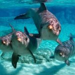interesting facts about dolphins