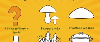 Описание грибов. План в картинках