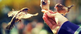 Птицы и люди
