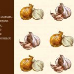Riddles about onions and garlic for children